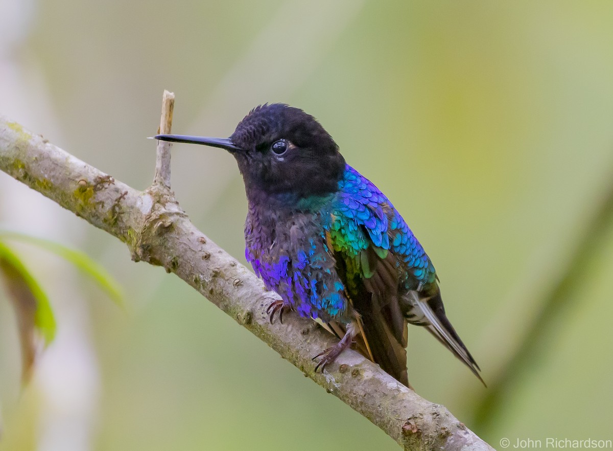 kolibřík hyacintový - ML620122669
