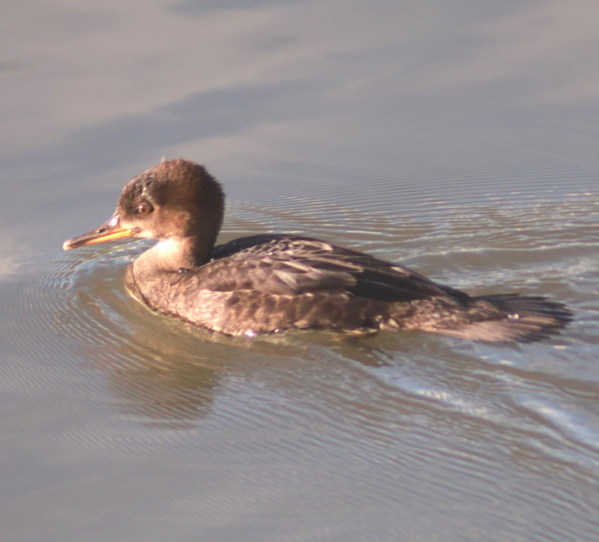 Hooded Merganser - ML620122672