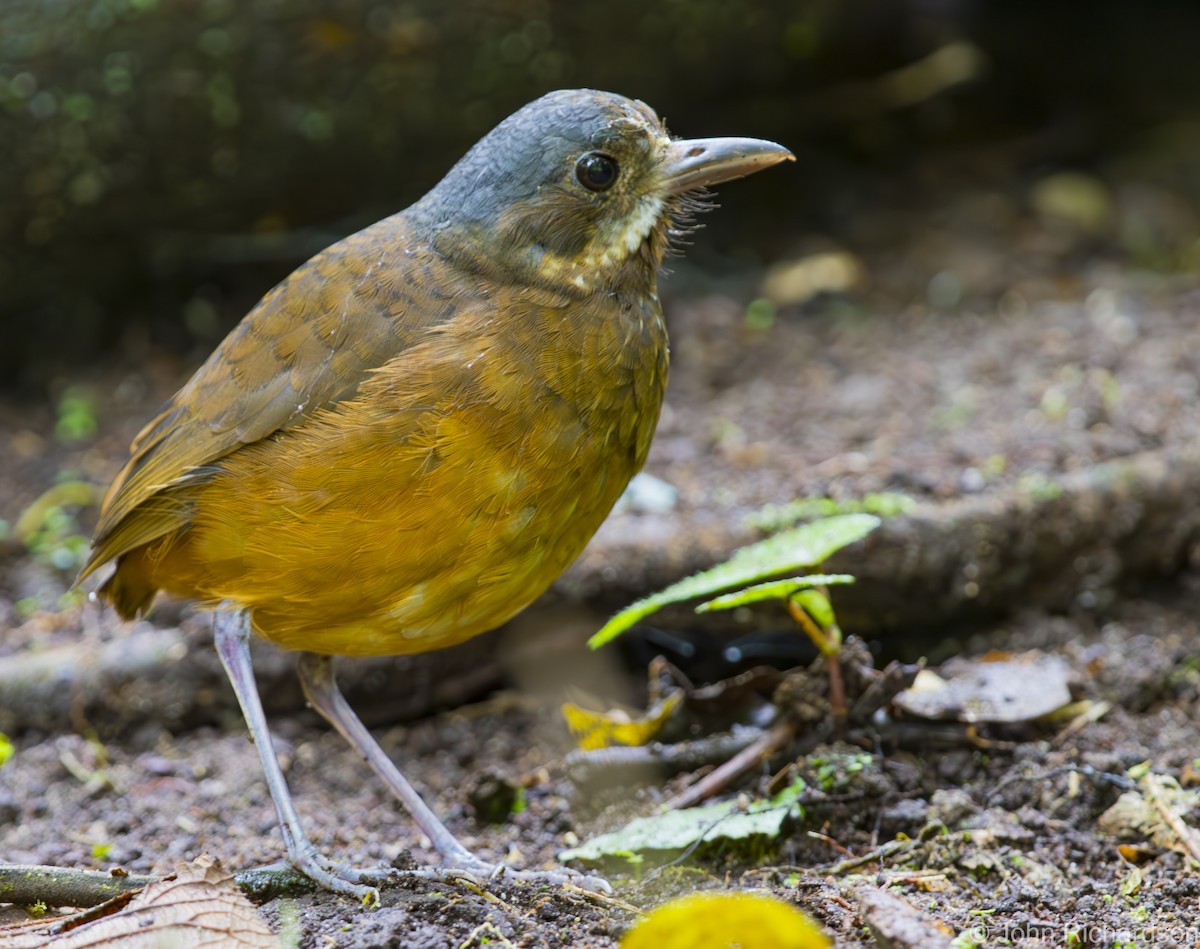Moustached Antpitta - ML620122679