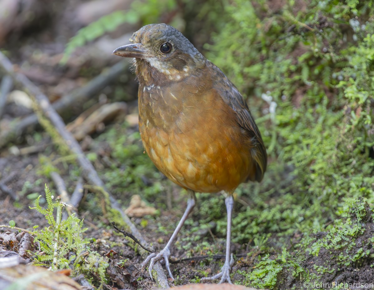 Moustached Antpitta - ML620122680