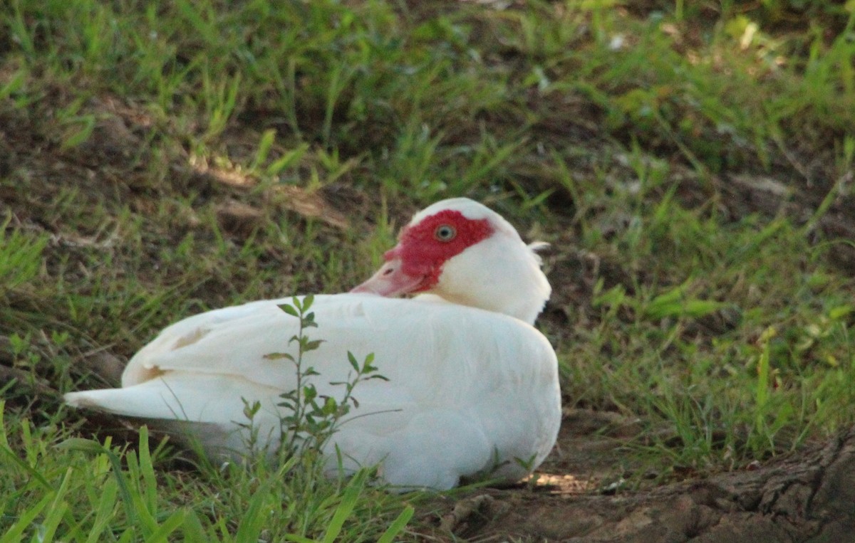Muscovy Duck (Domestic type) - ML620122683