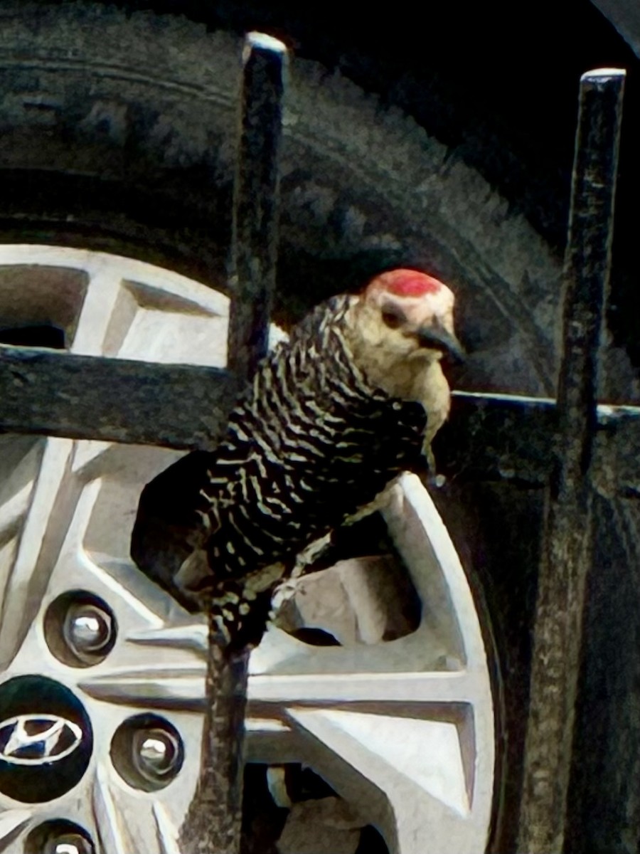 Red-crowned Woodpecker - ML620122684