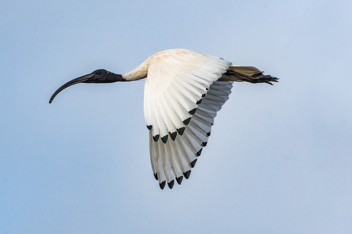 ibis australský - ML620122714
