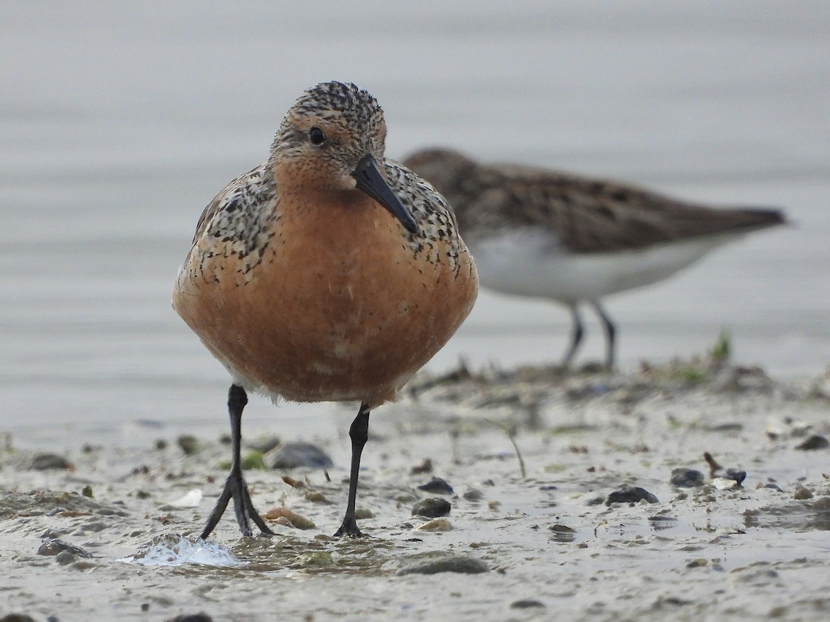 Red Knot - ML620122716