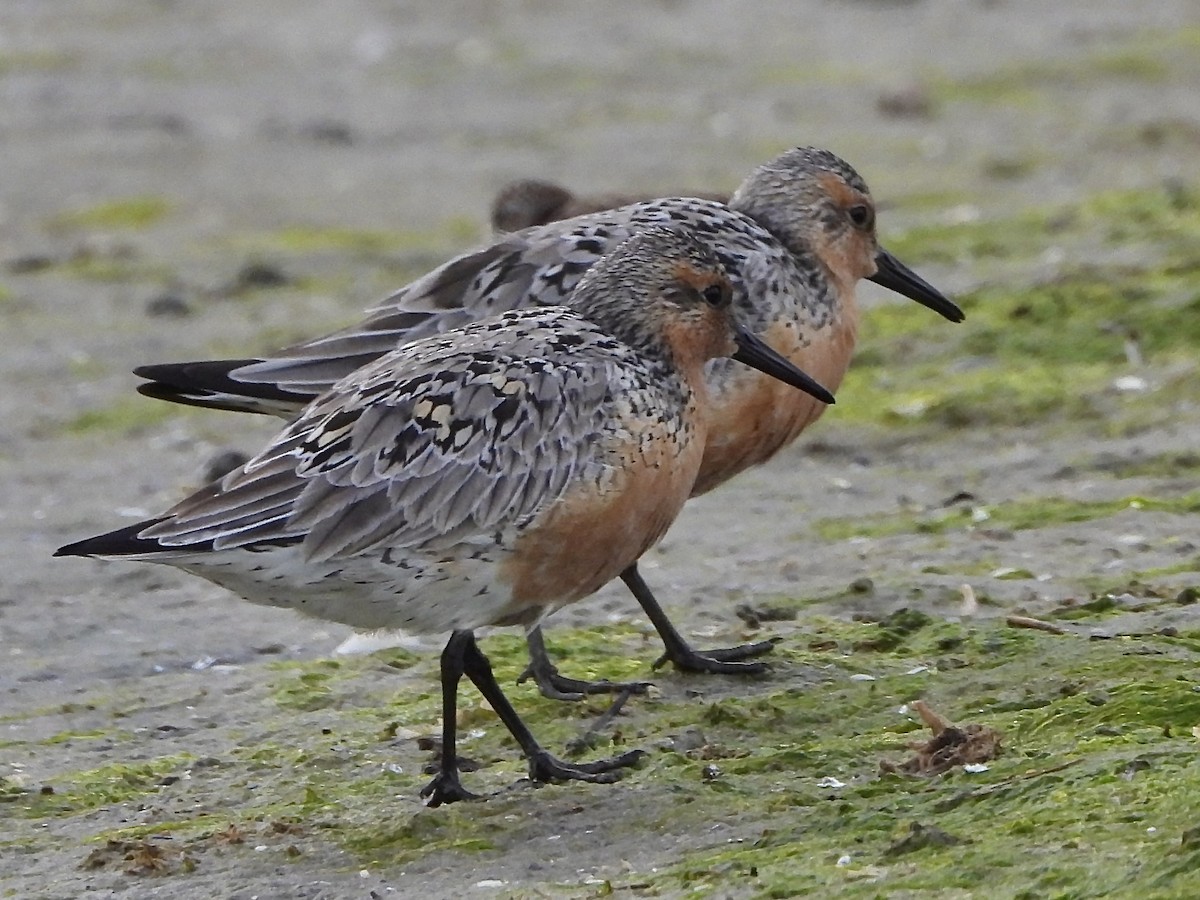 Red Knot - ML620122717