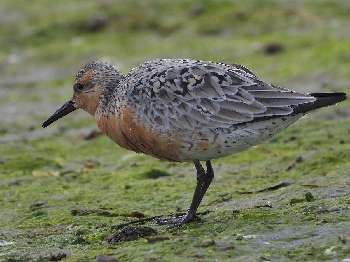 Red Knot - ML620122718