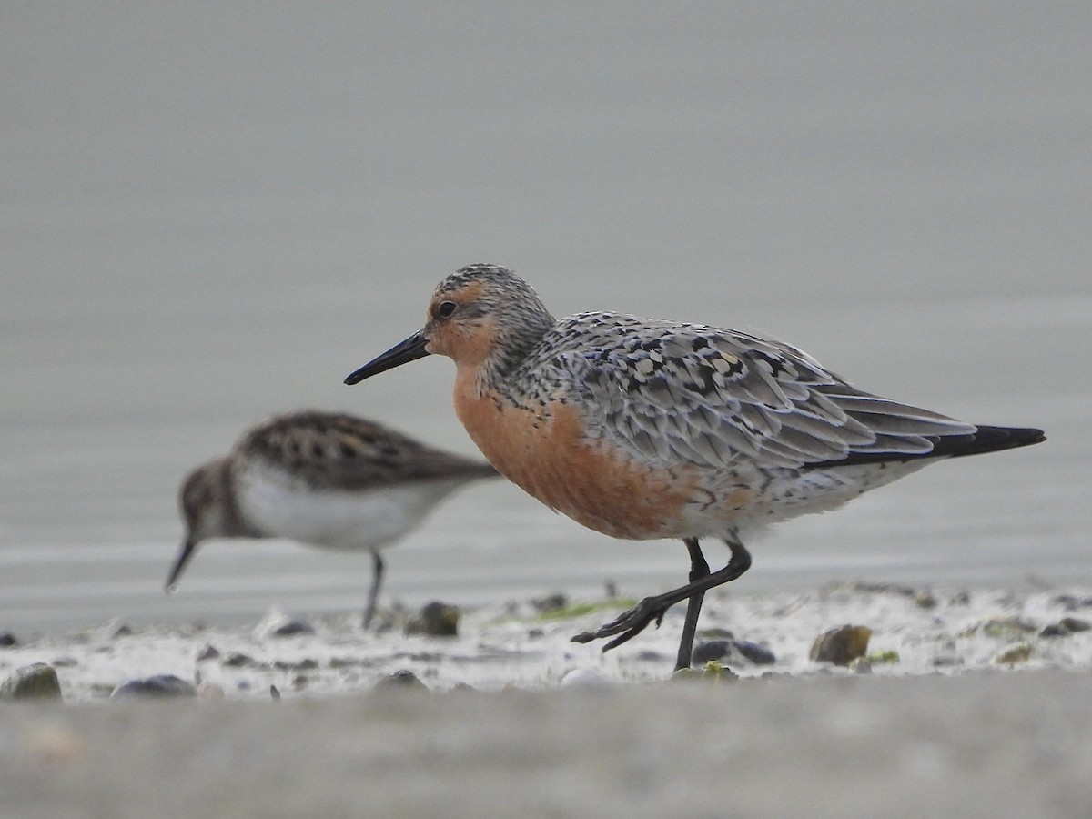 Red Knot - ML620122719