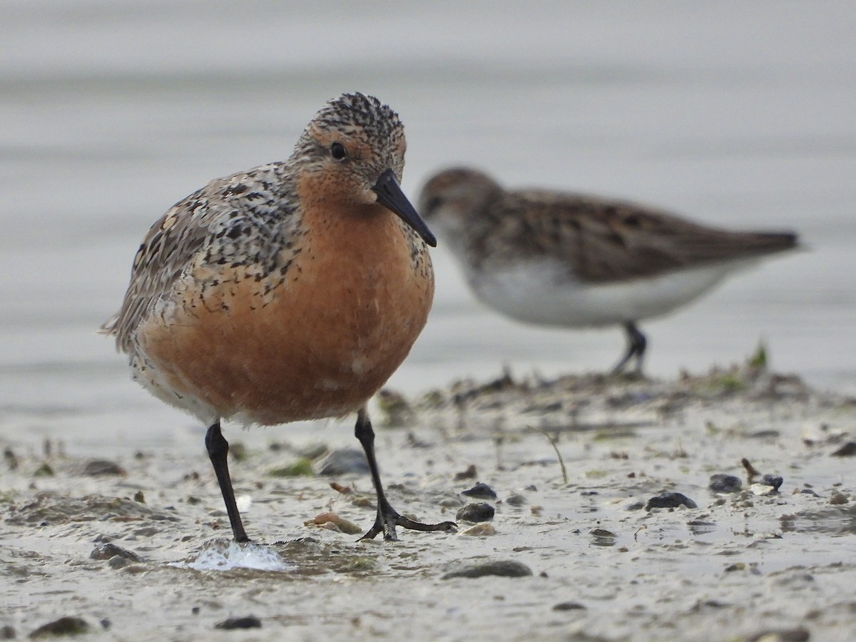 Red Knot - ML620122720