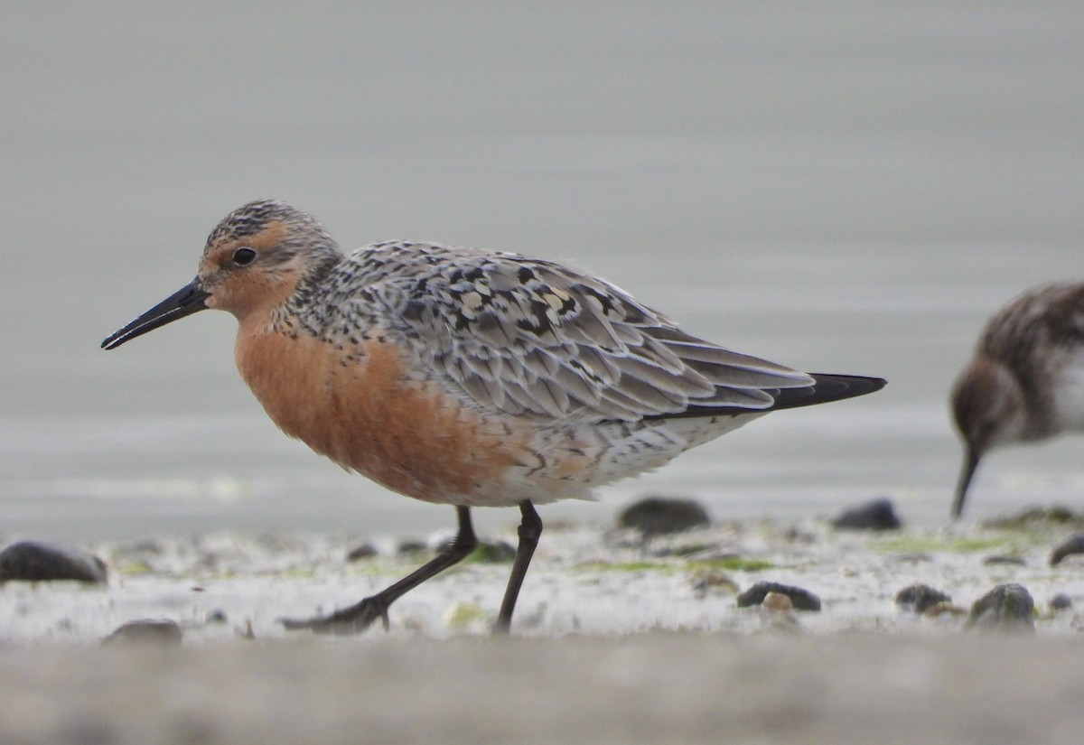 Red Knot - ML620122721