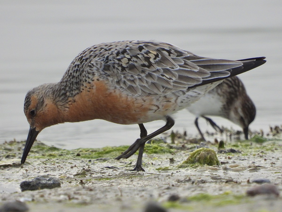 Red Knot - ML620122722