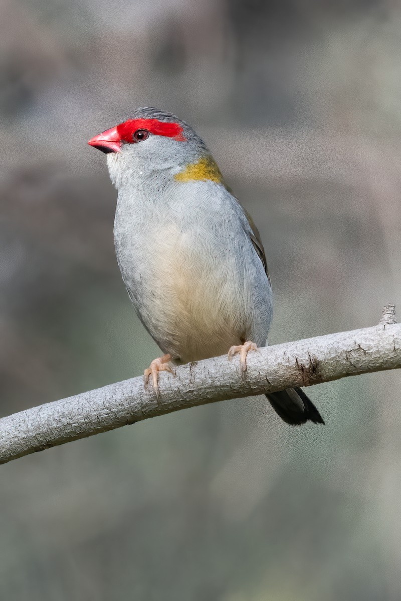 Red-browed Firetail - ML620122730