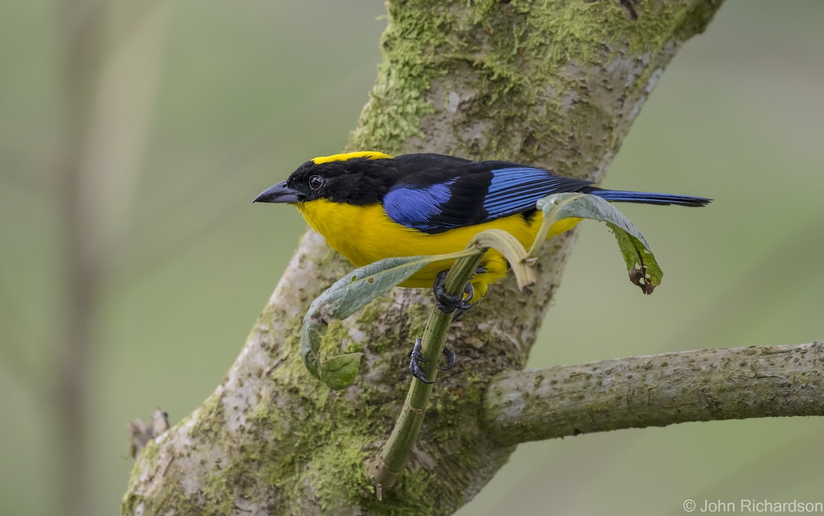 Blue-winged Mountain Tanager - ML620122745