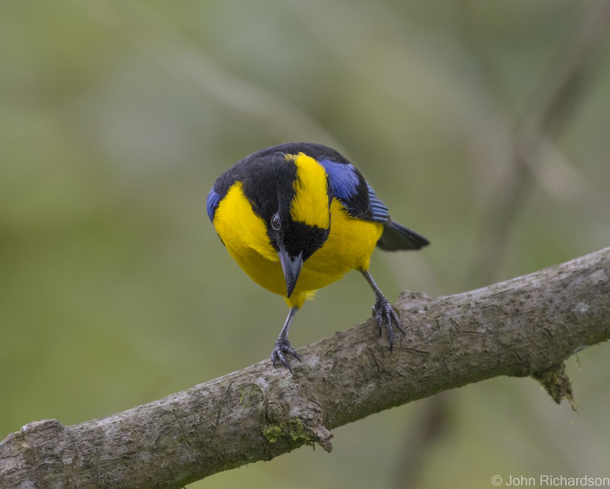 Blue-winged Mountain Tanager - ML620122746