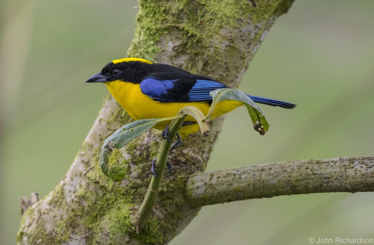 Blue-winged Mountain Tanager - ML620122747