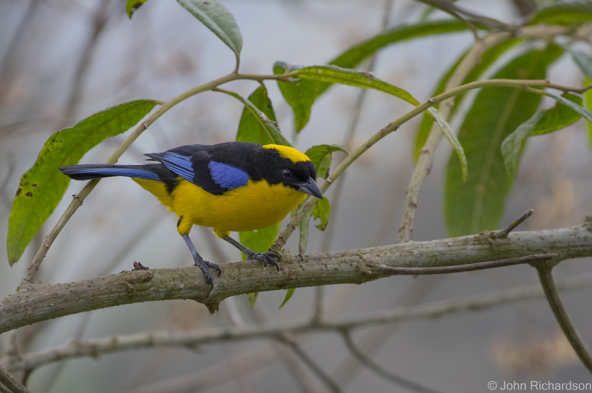 Blue-winged Mountain Tanager - ML620122748