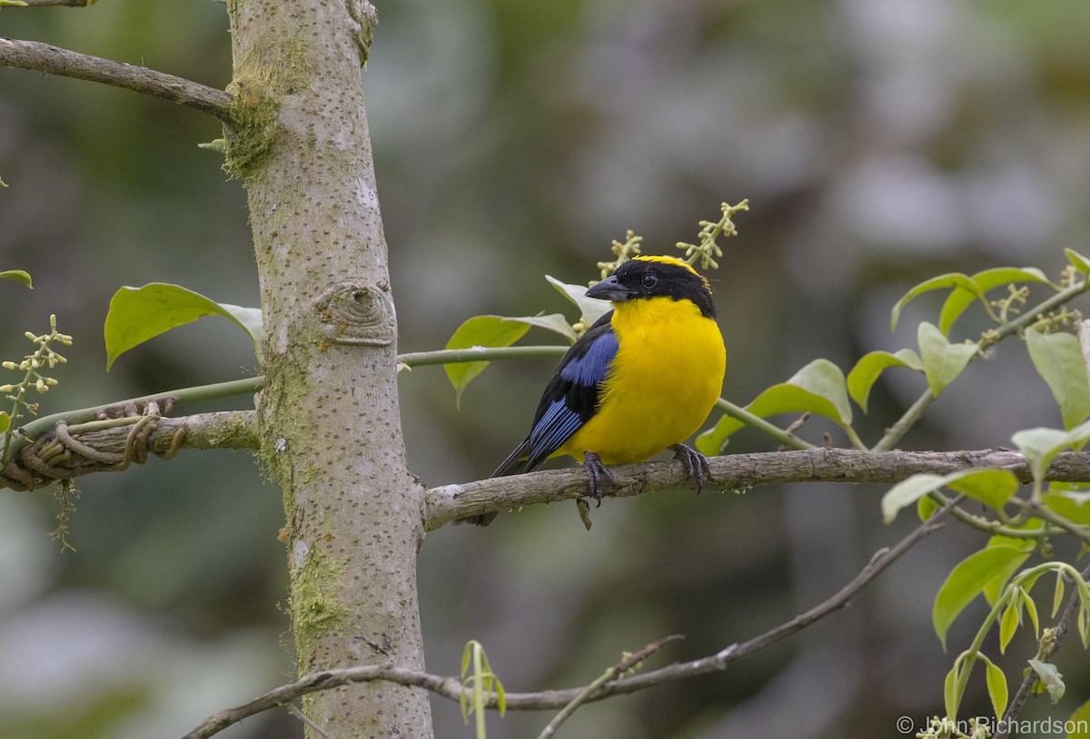 Blue-winged Mountain Tanager - ML620122749