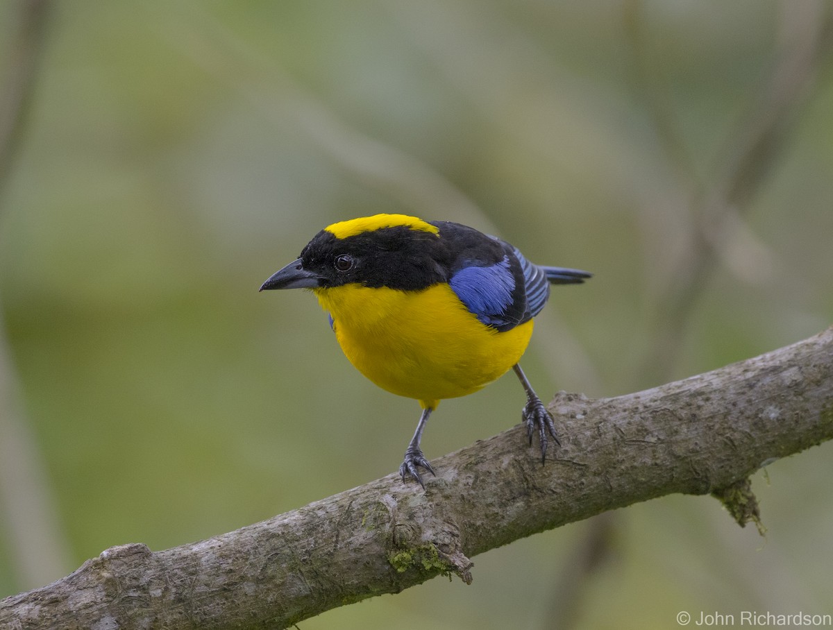 Blue-winged Mountain Tanager - ML620122750