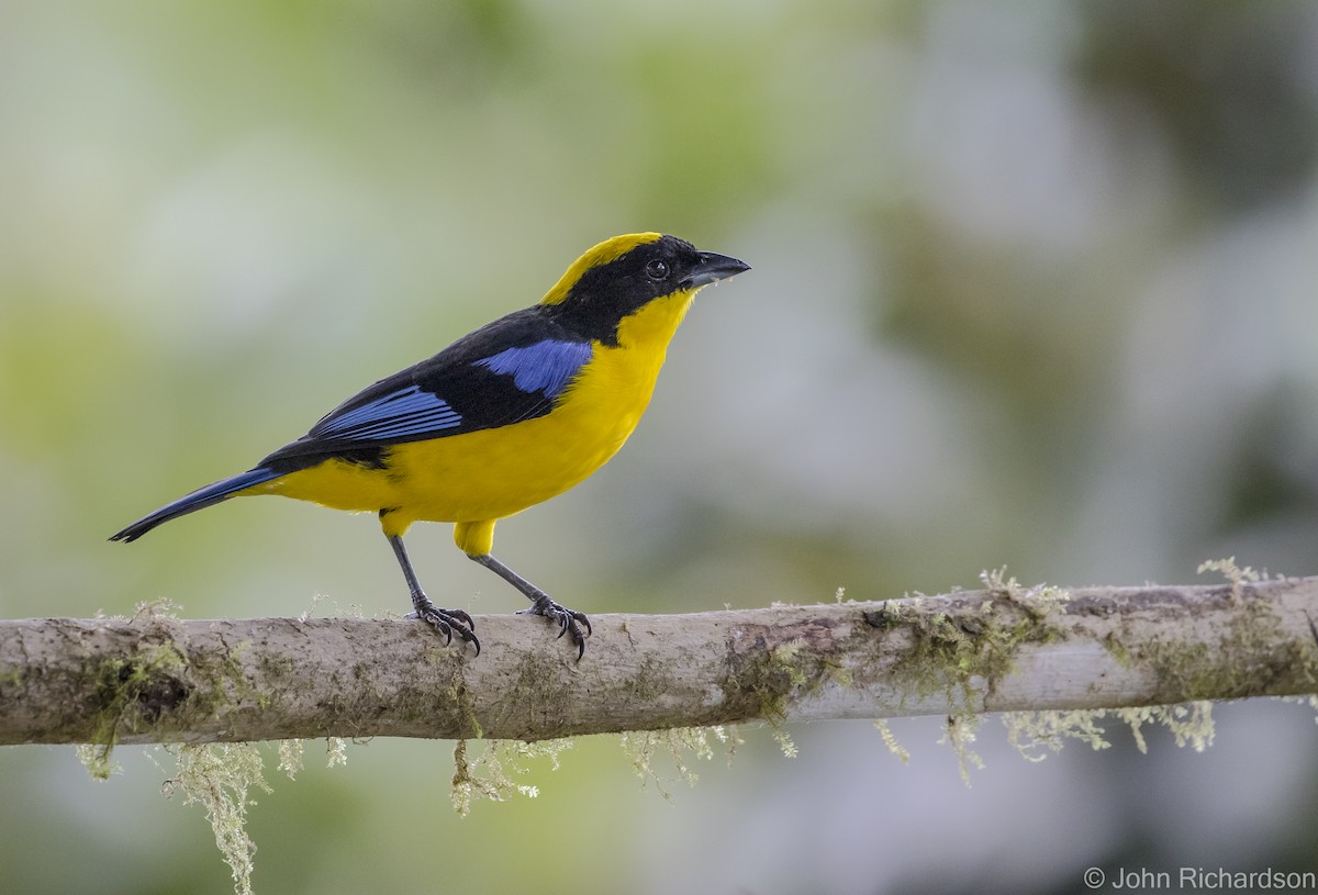Blue-winged Mountain Tanager - ML620122751