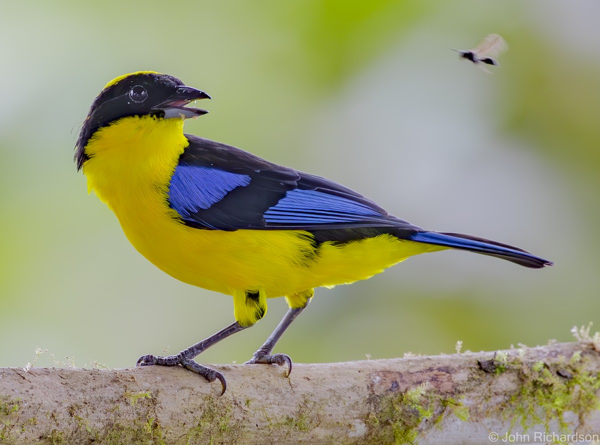 Blue-winged Mountain Tanager - ML620122752