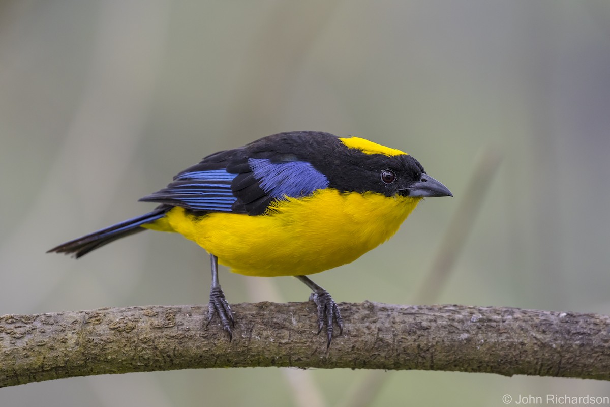 Blue-winged Mountain Tanager - ML620122753