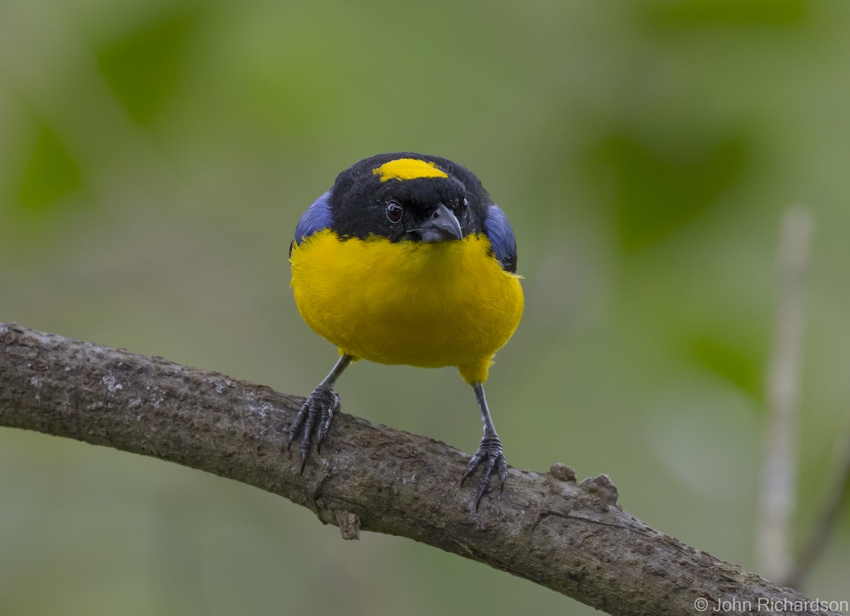 Blue-winged Mountain Tanager - ML620122754