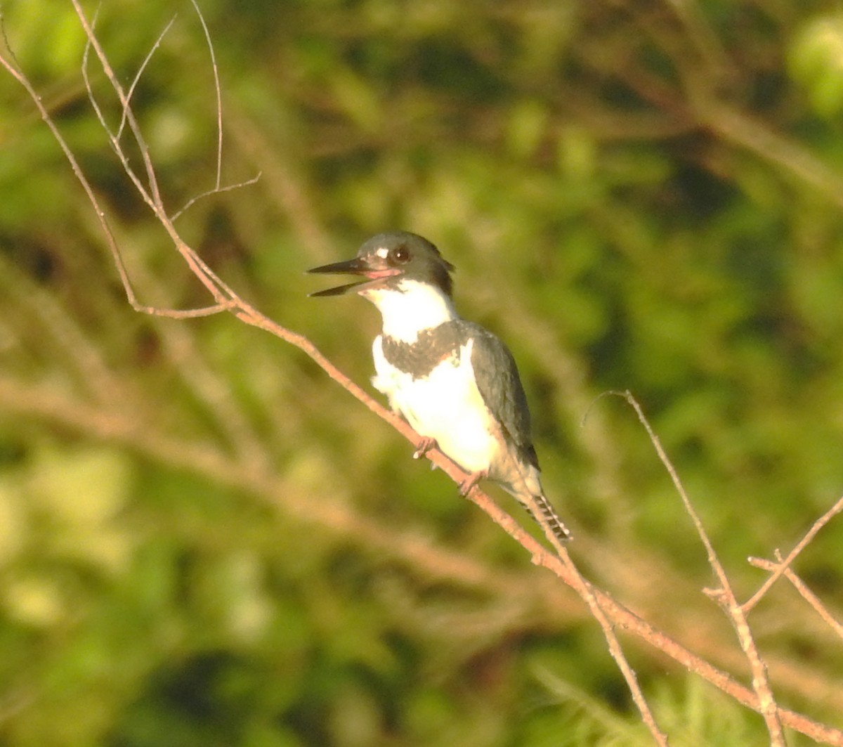 Belted Kingfisher - ML620122756