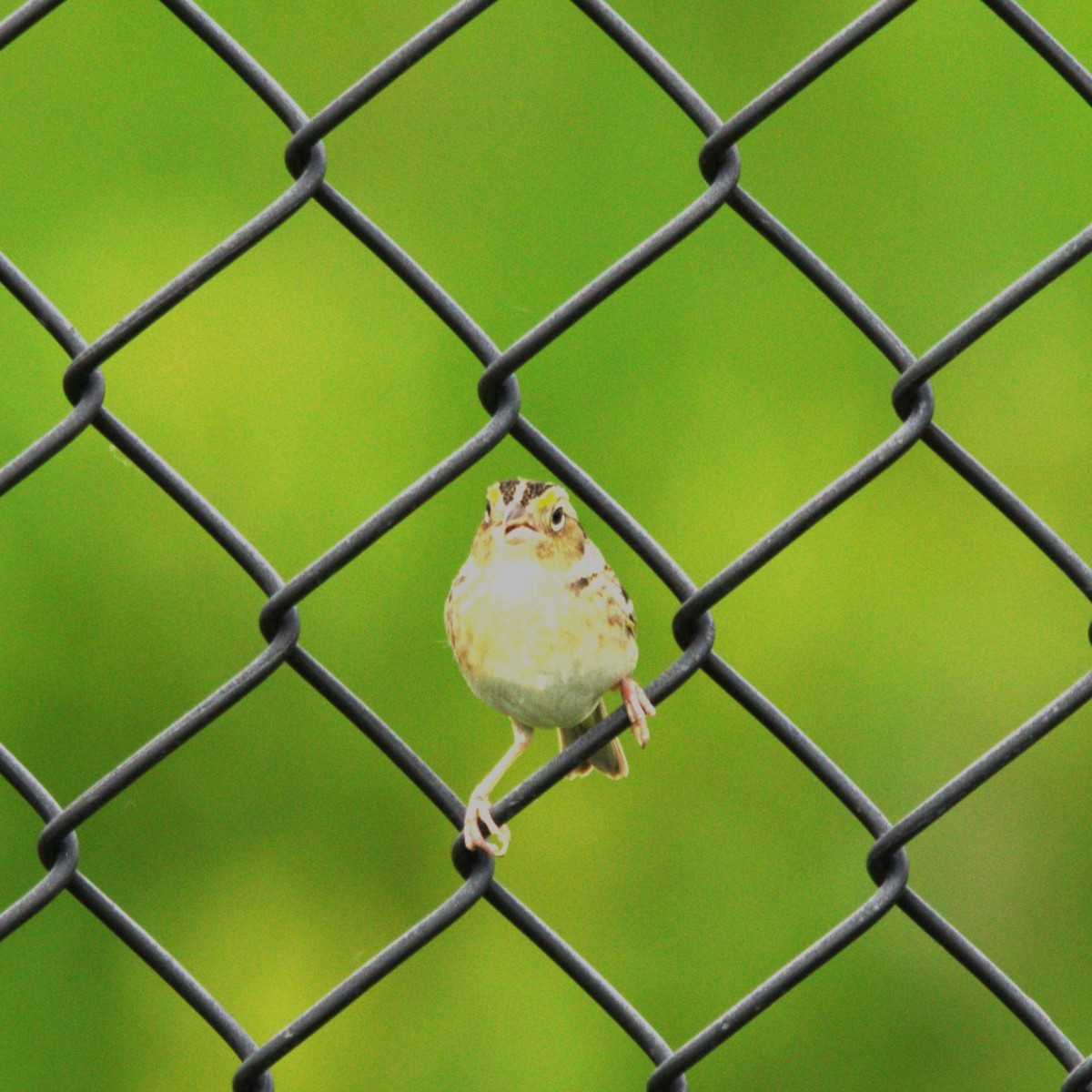 Grasshopper Sparrow - ML620122763