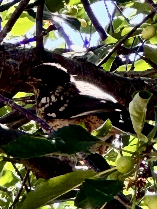 Spotted Towhee - ML620122768