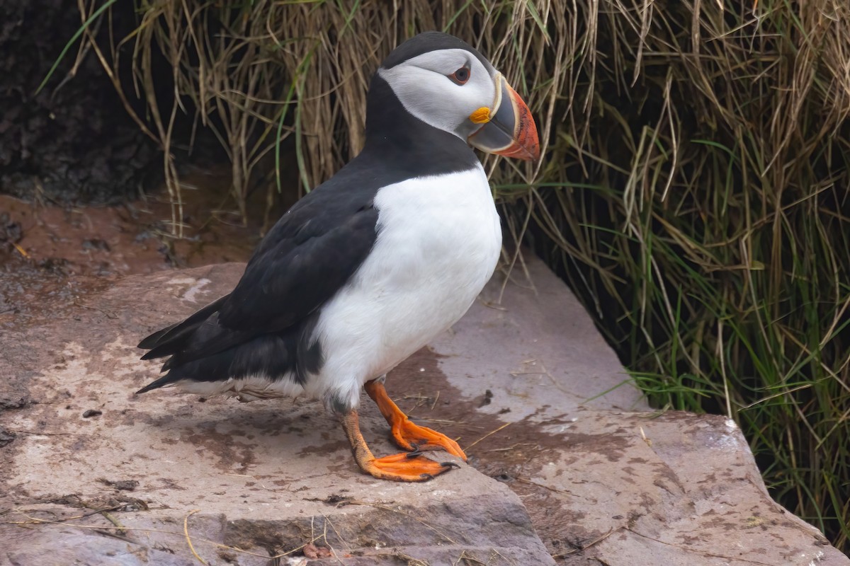 Atlantic Puffin - ML620122774