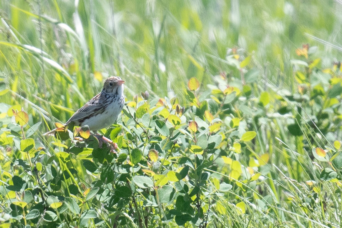 Baird's Sparrow - ML620122777