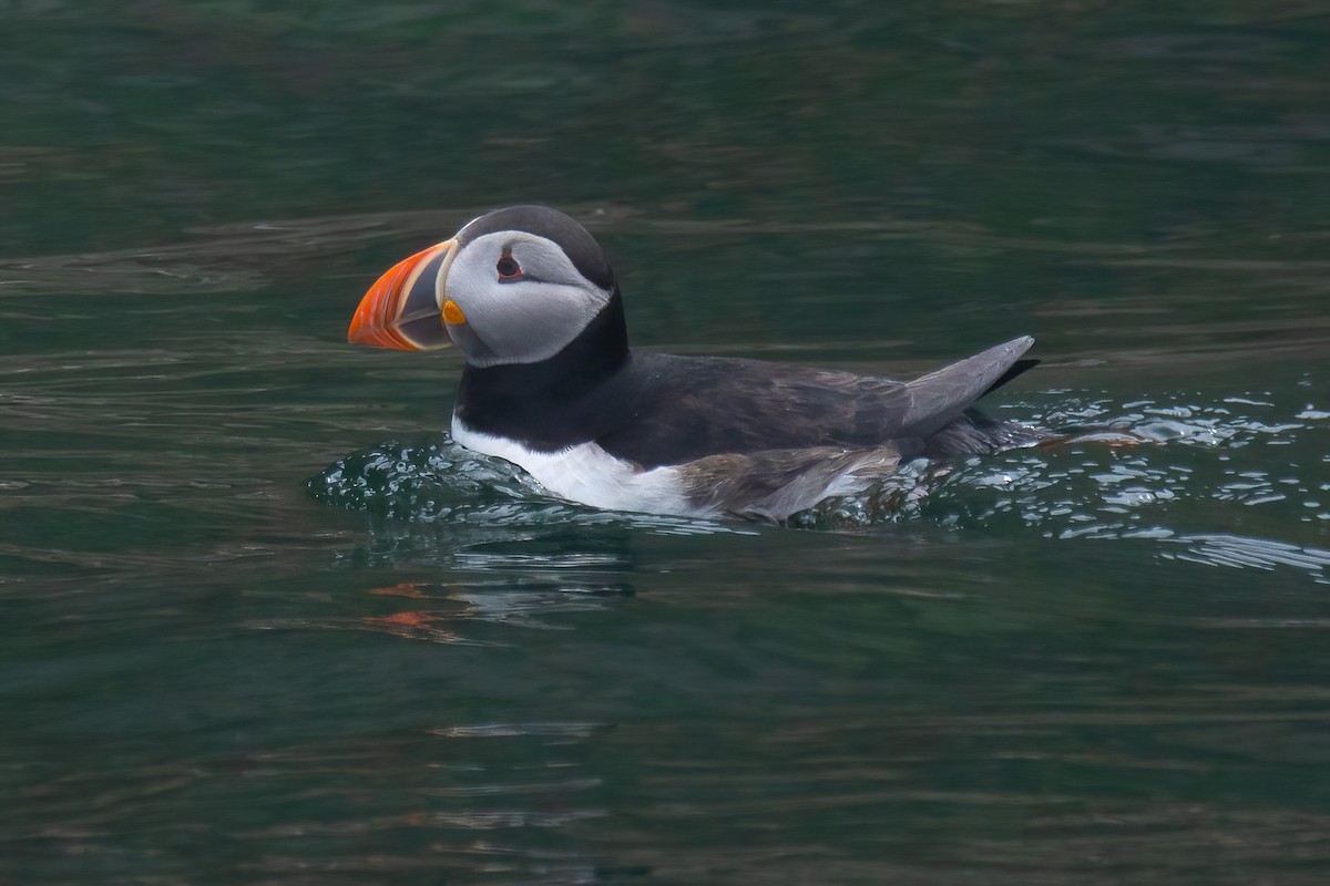 Atlantic Puffin - ML620122786