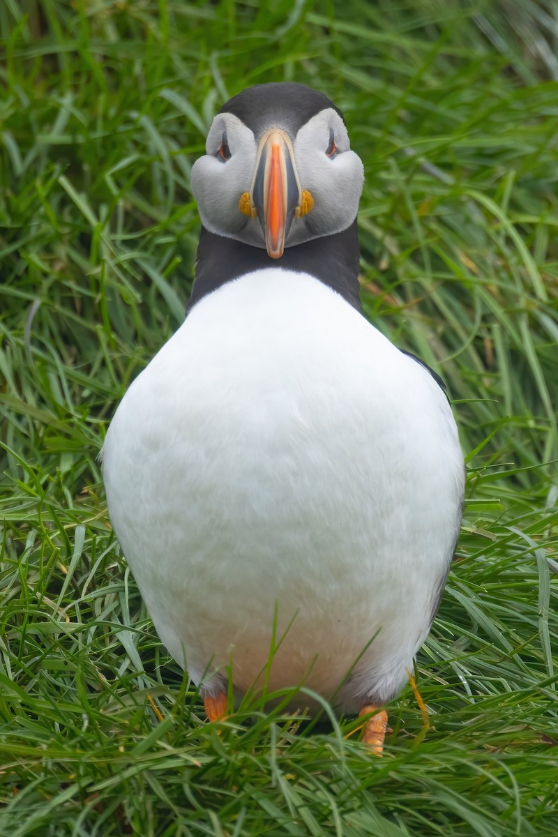 Atlantic Puffin - ML620122787