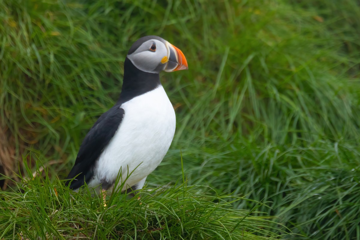 Atlantic Puffin - ML620122788