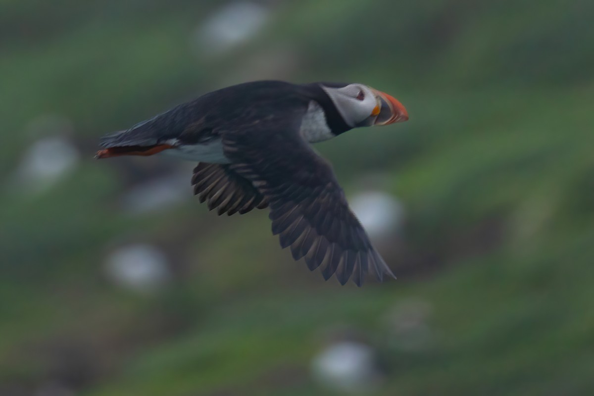 Atlantic Puffin - ML620122792