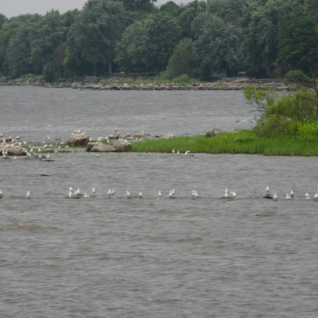 Ring-billed Gull - ML620122799