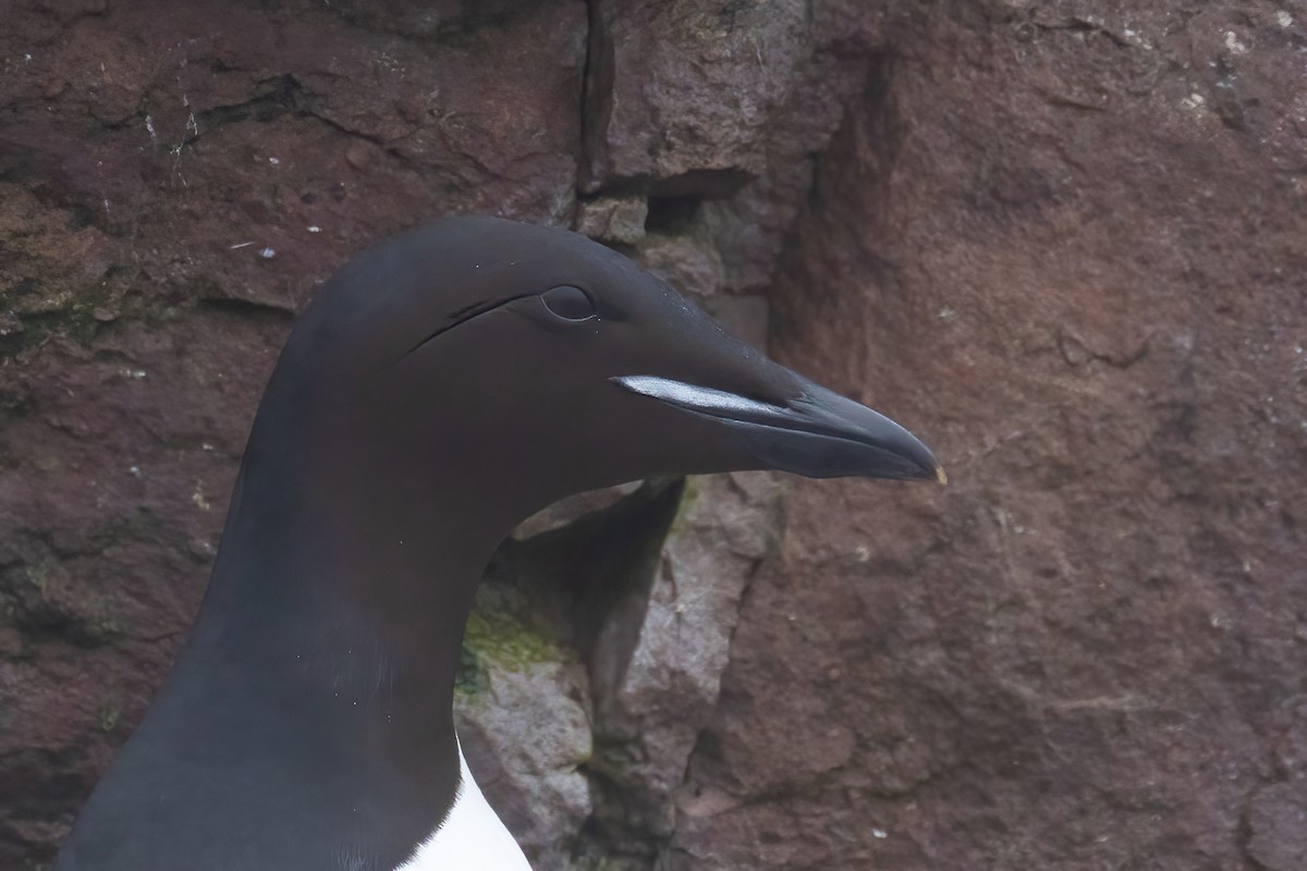Thick-billed Murre - ML620122815