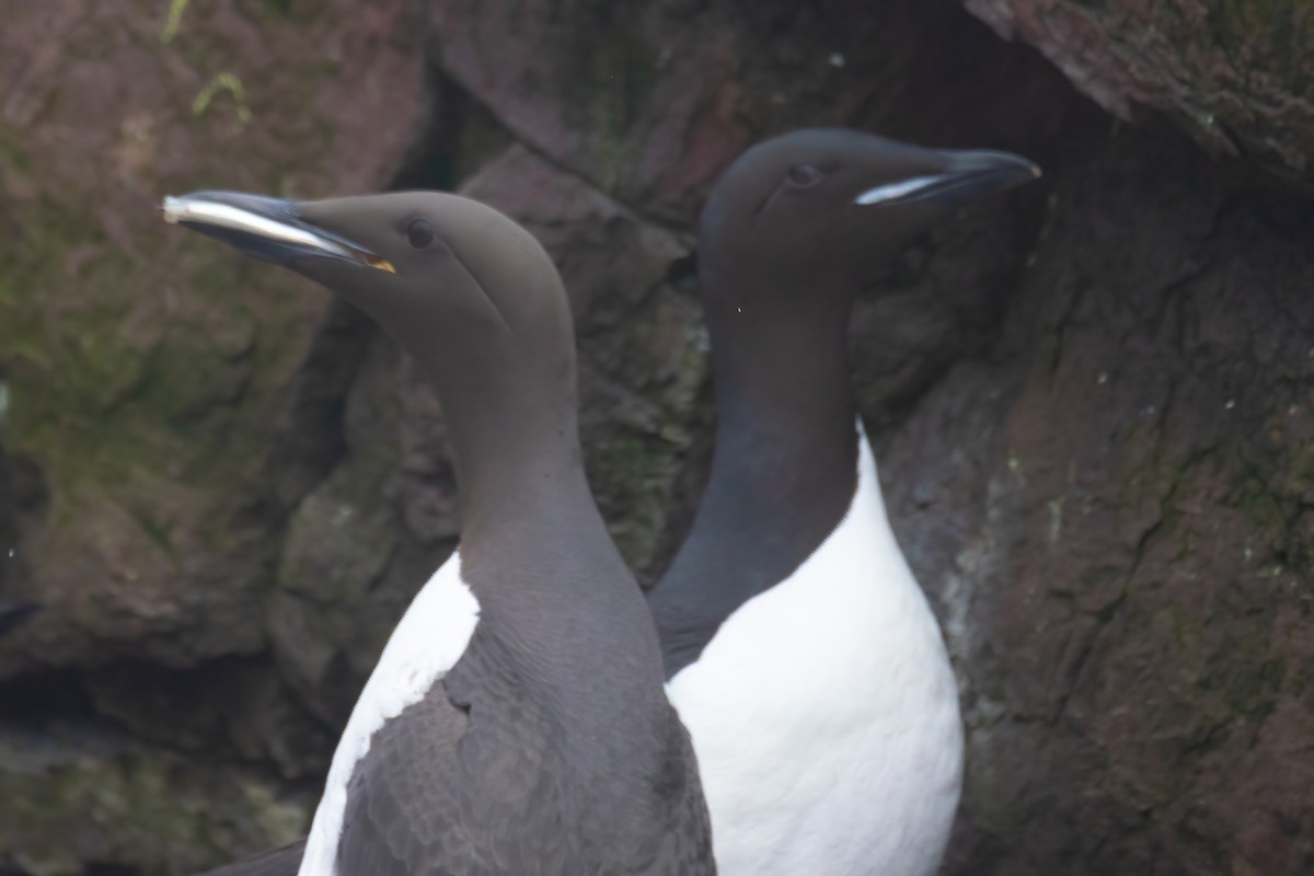 Thick-billed Murre - ML620122816