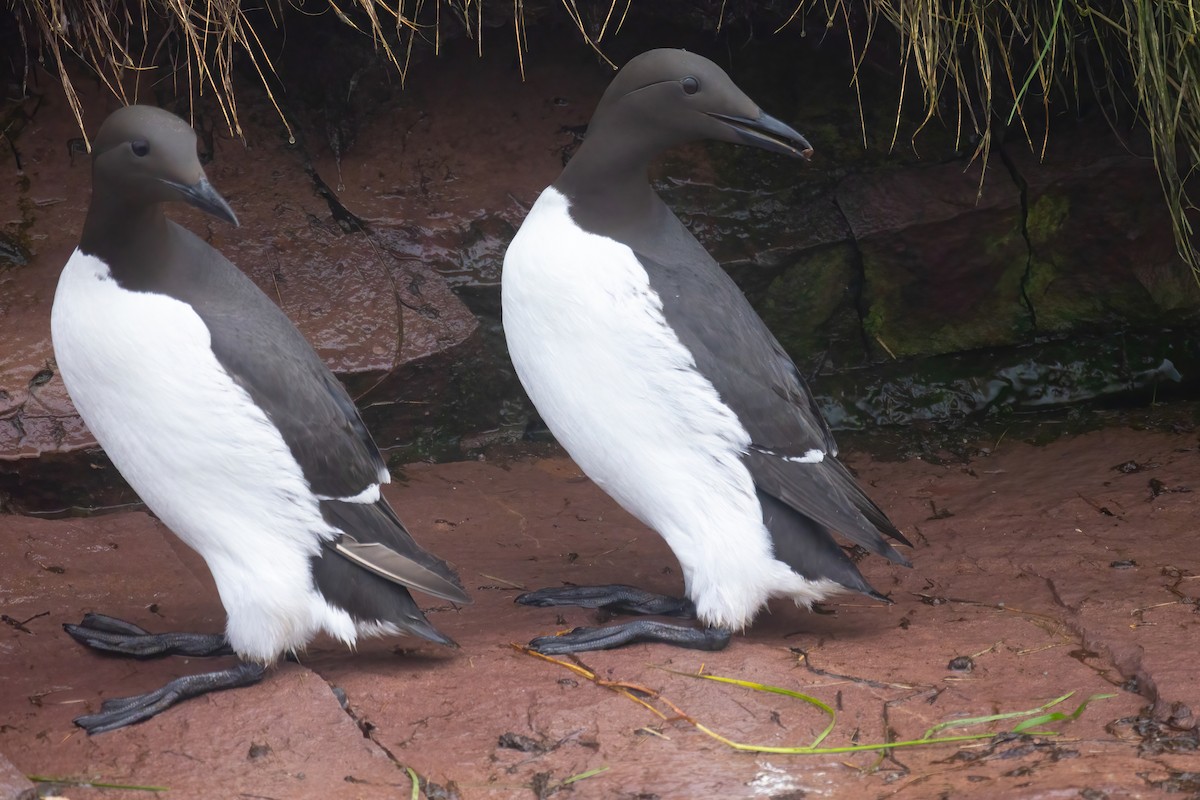 Common Murre - ML620122826