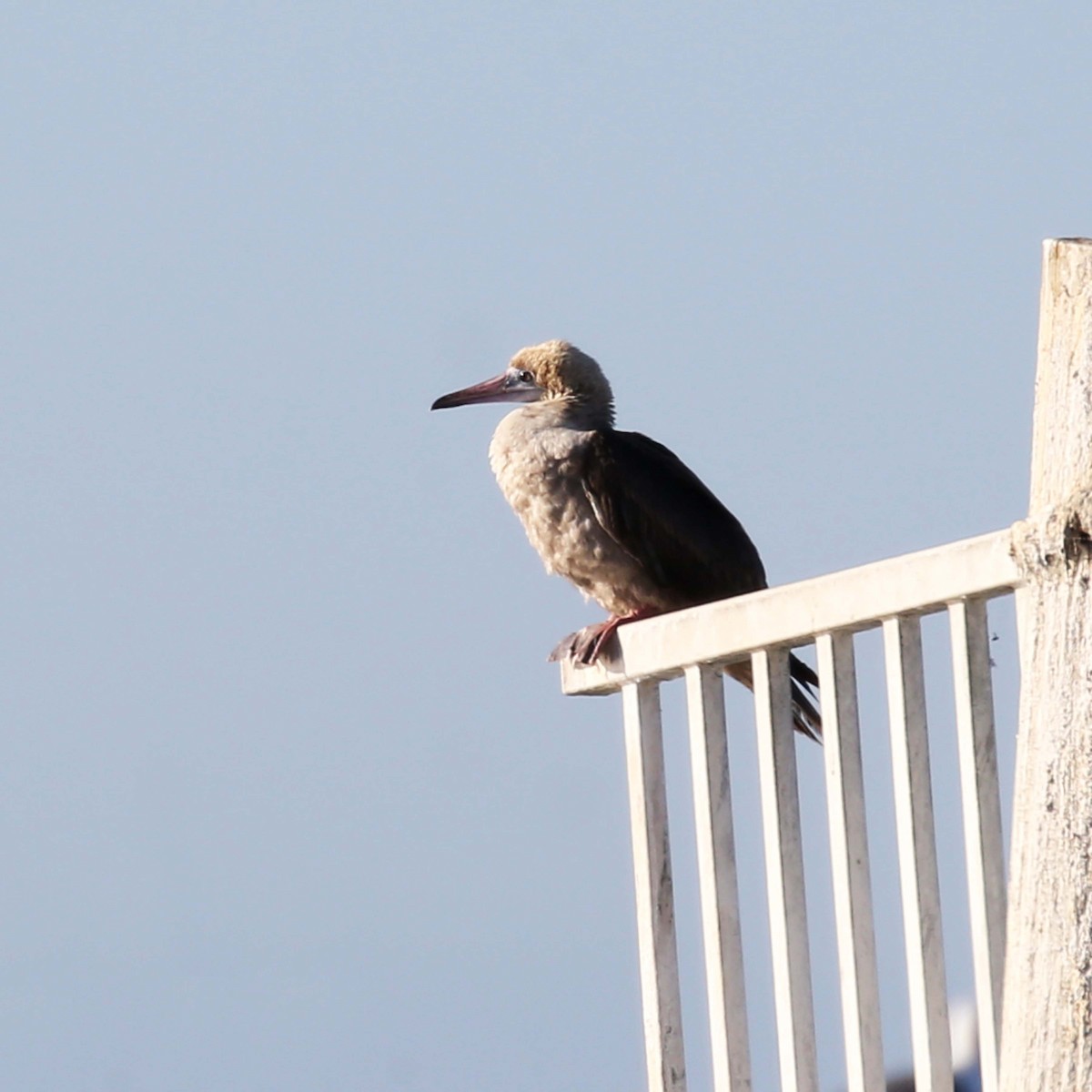 Red-footed Booby - ML620122832