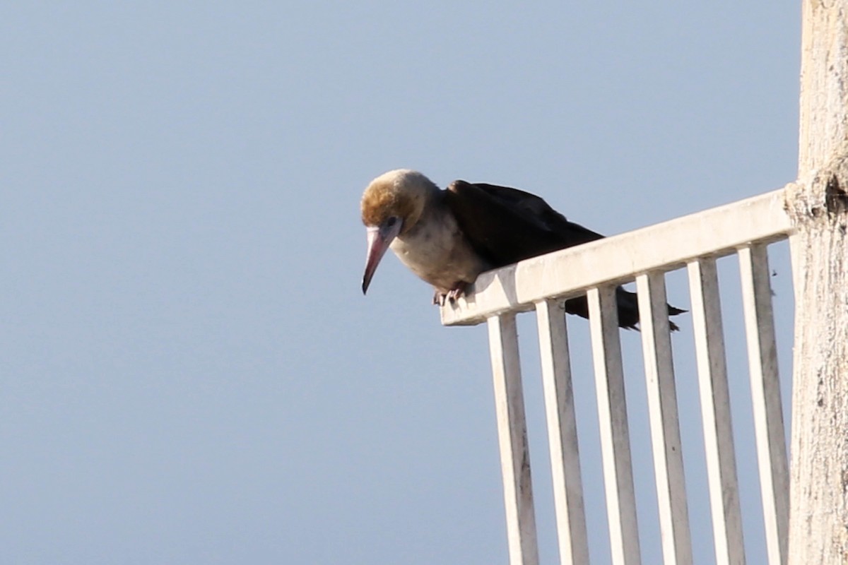 Red-footed Booby - ML620122833