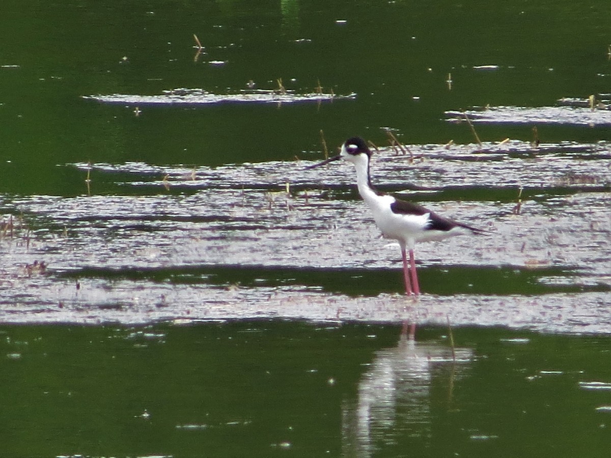 Black-necked Stilt - ML620122836