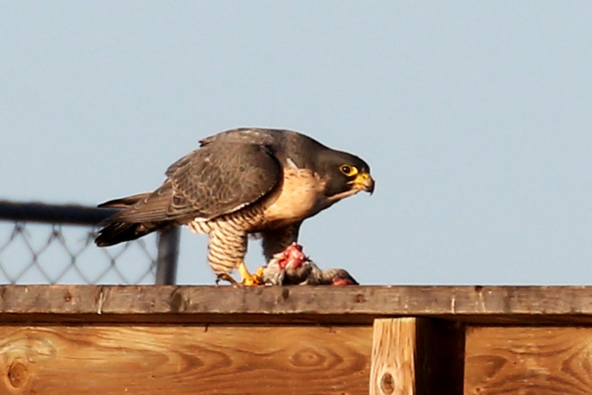 Peregrine Falcon - ML620122837