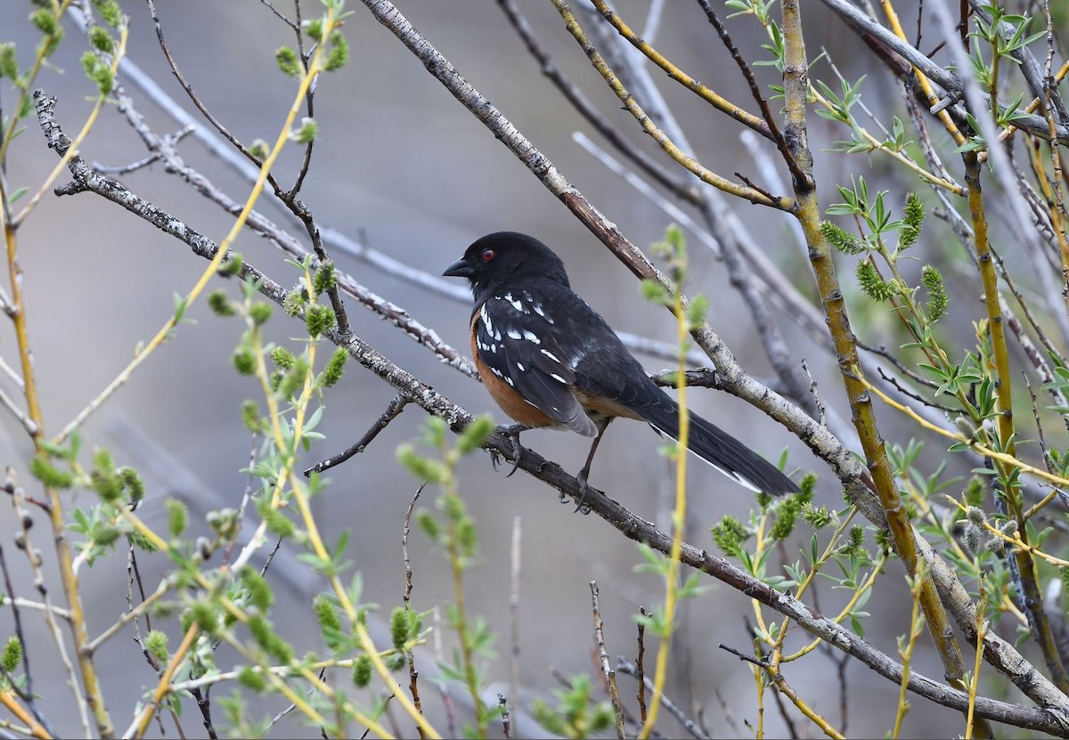 Spotted Towhee - ML620122840