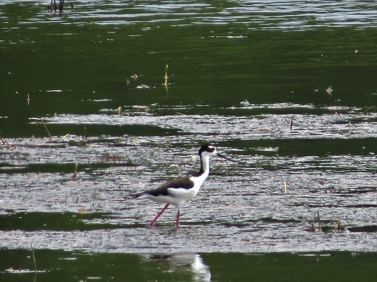 Black-necked Stilt - ML620122843