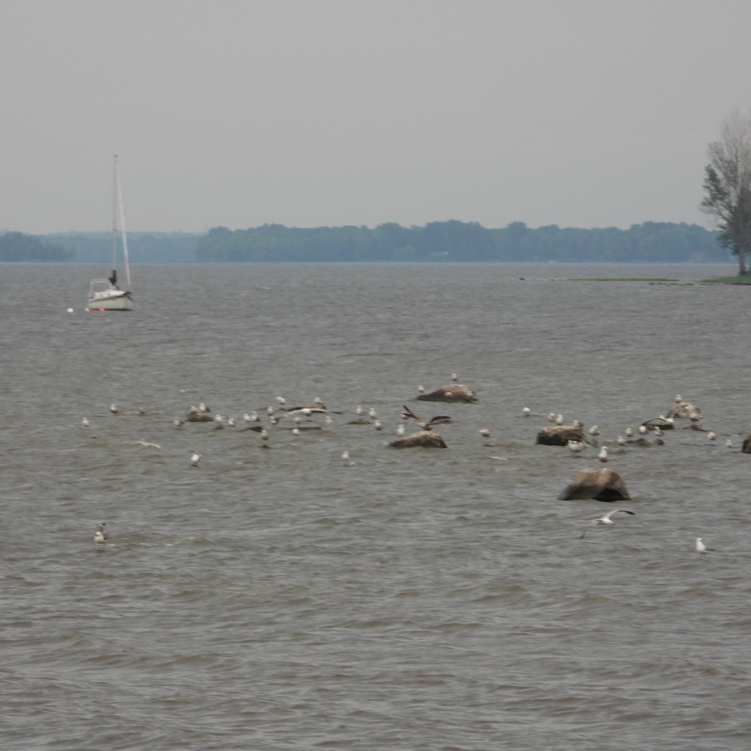 Gaviota (Larus) sp. - ML620122844