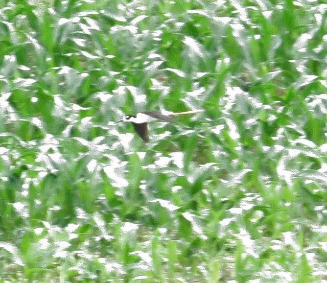 Black-necked Stilt - ML620122846