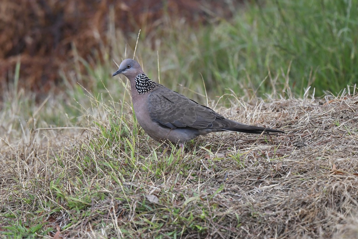 Spotted Dove - ML620122849