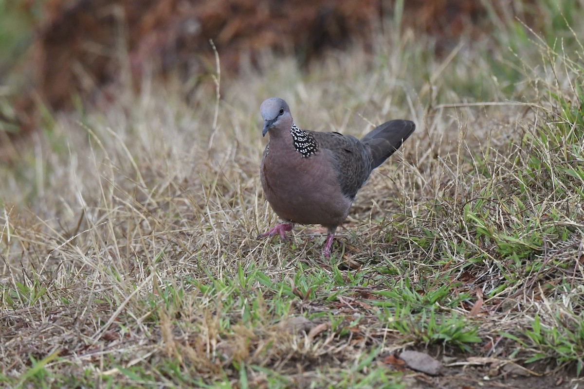 Spotted Dove - ML620122850
