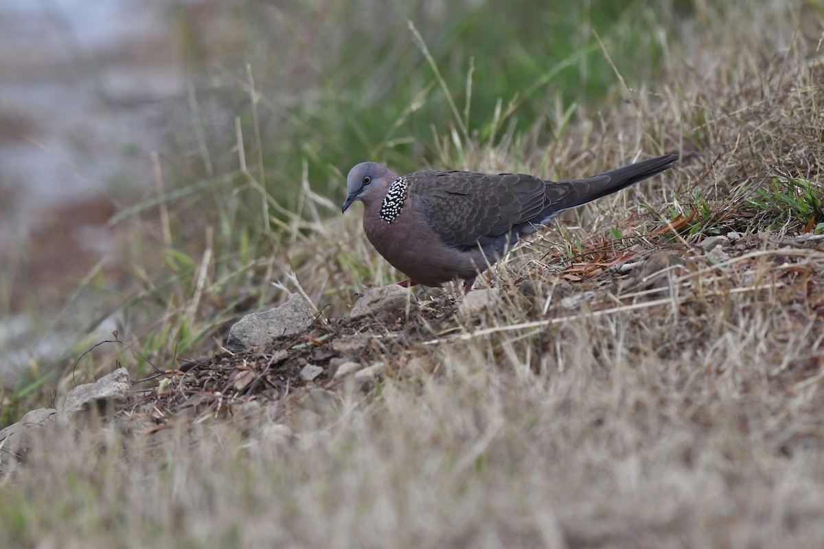 Spotted Dove - ML620122855