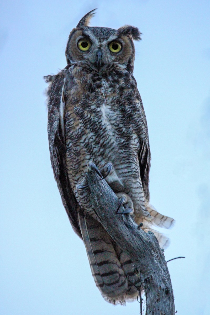 Great Horned Owl - ML620122861